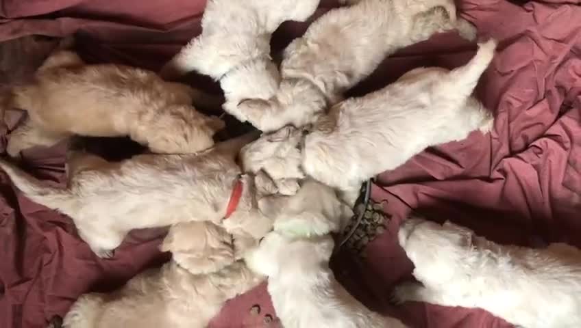 Goldendoodle dogs for stud: Proven F1 Goldendoodle for Stud in Penzance - Video 3