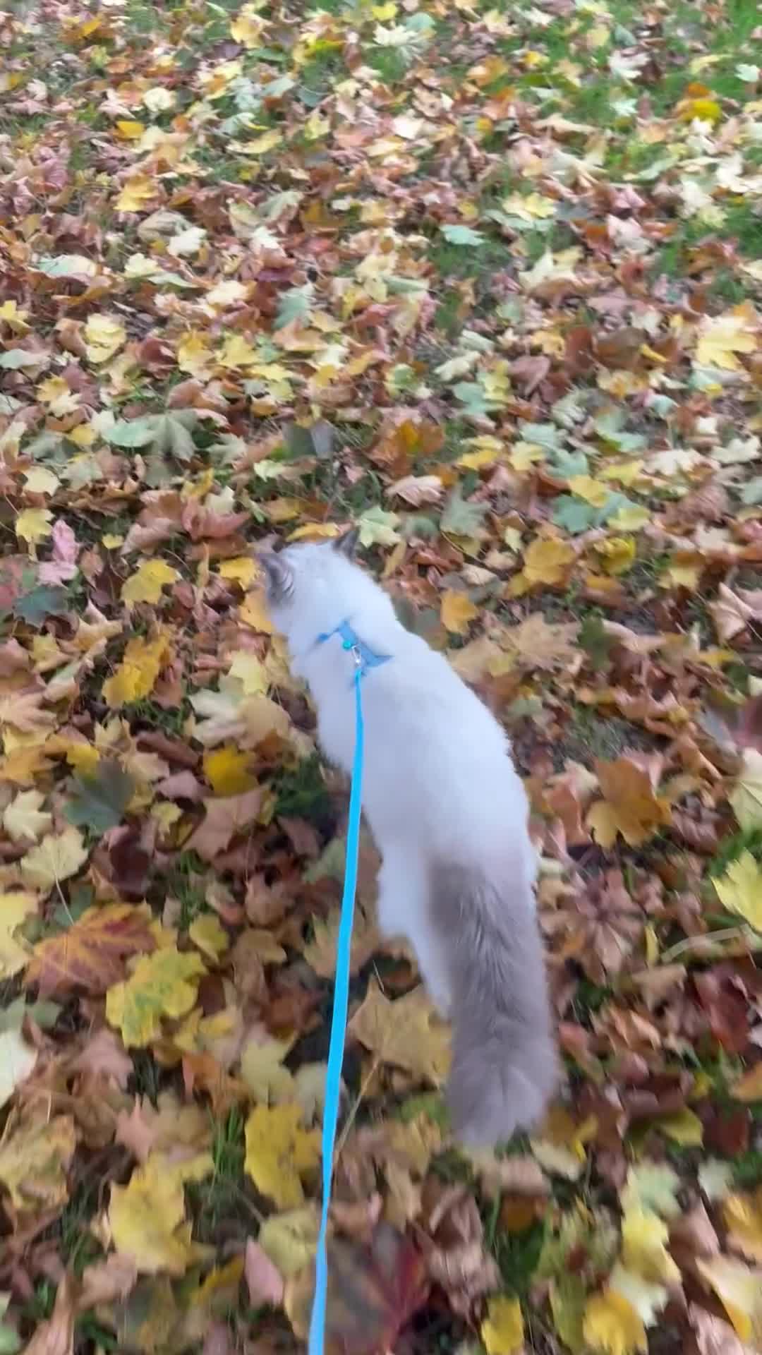 Ragdoll cats for sale: Rehome beautiful Ragdoll in Poole - Video 2