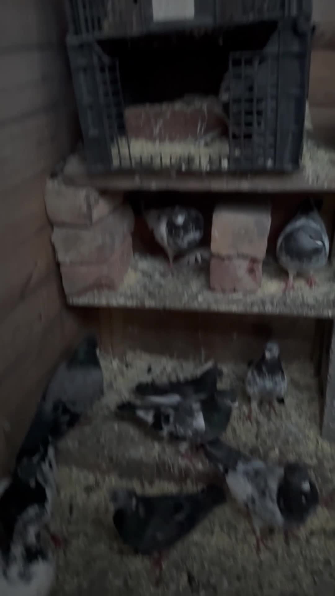 Pigeons birds for sale: X34 Pakistani Pigeons to go - Video 1