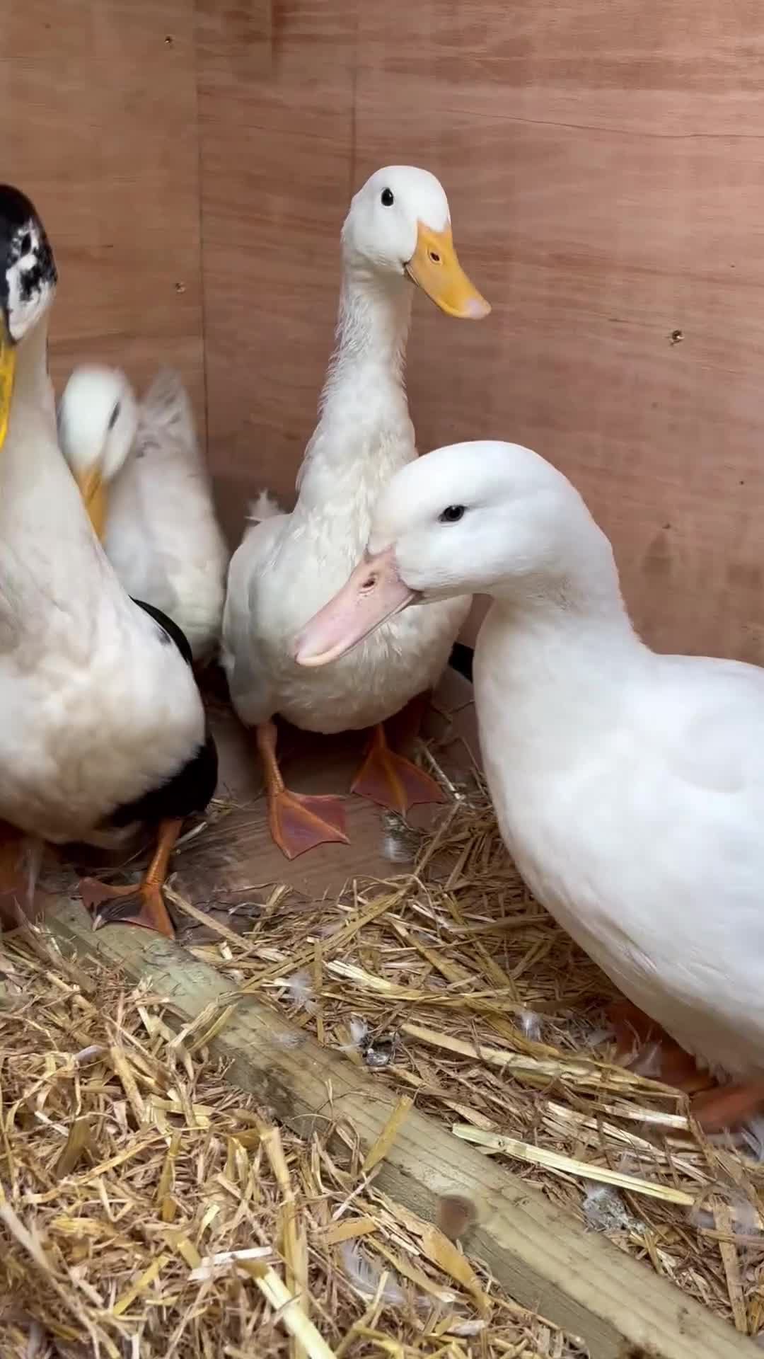 Ducks poultry for sale: 4 Backyard Ducks! 2 Girls 2 Boys  - Video 2