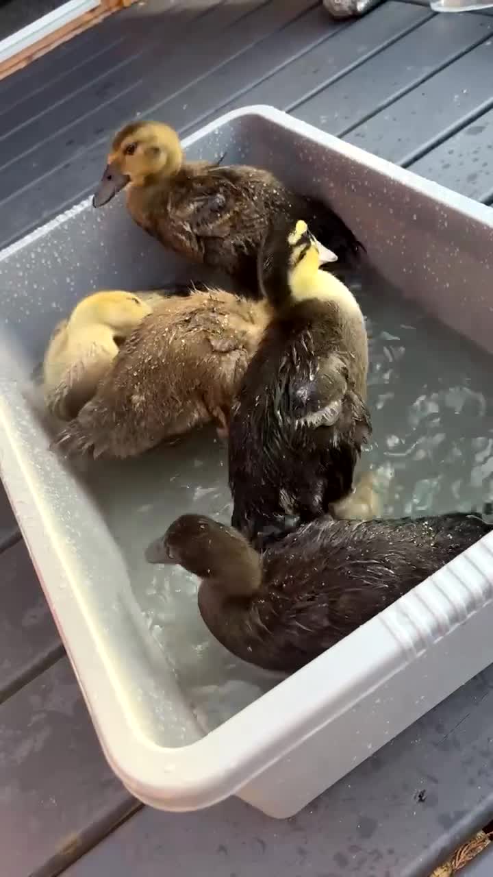 Ducks poultry for sale: Indian x pekin  - Video 2