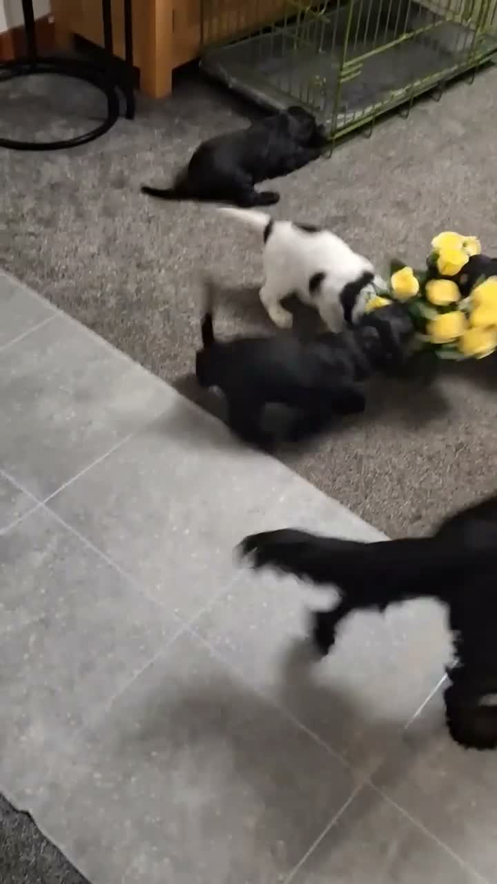 Cocker Spaniel dogs for sale: 3 Cocker Spaniels for sale in Peterhead - Video 2