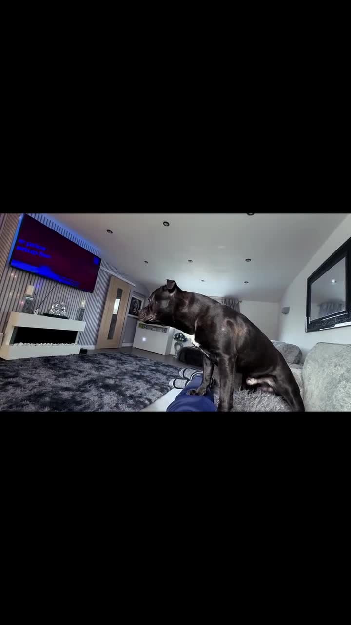 Staffordshire Bull Terrier dogs for stud: Arther - Video 2