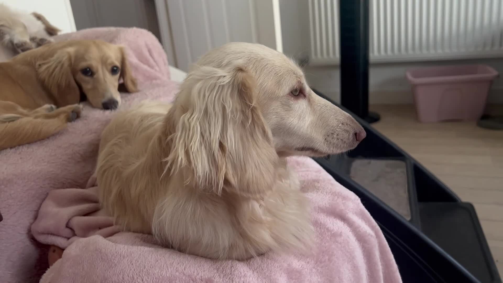 Miniature Dachshund dogs for sale: Beautiful KC boy - Video 1