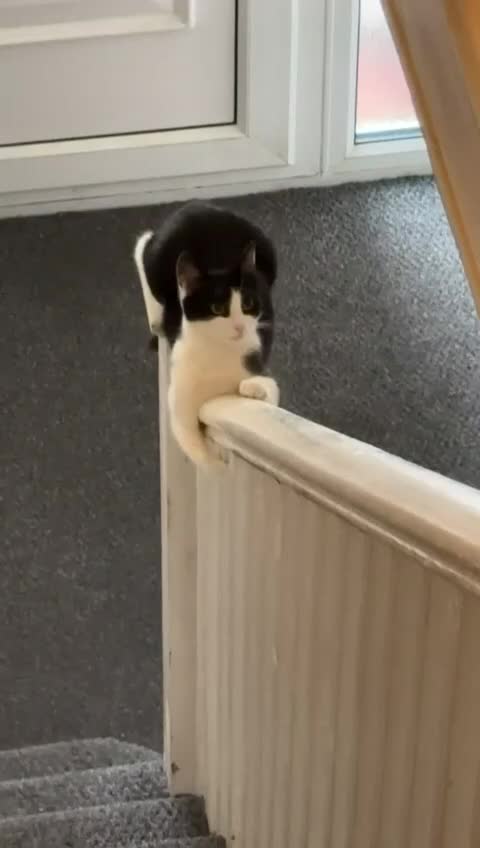 Mixed Breed cats for sale: Mix breed 7month old kitty .  - Video 1