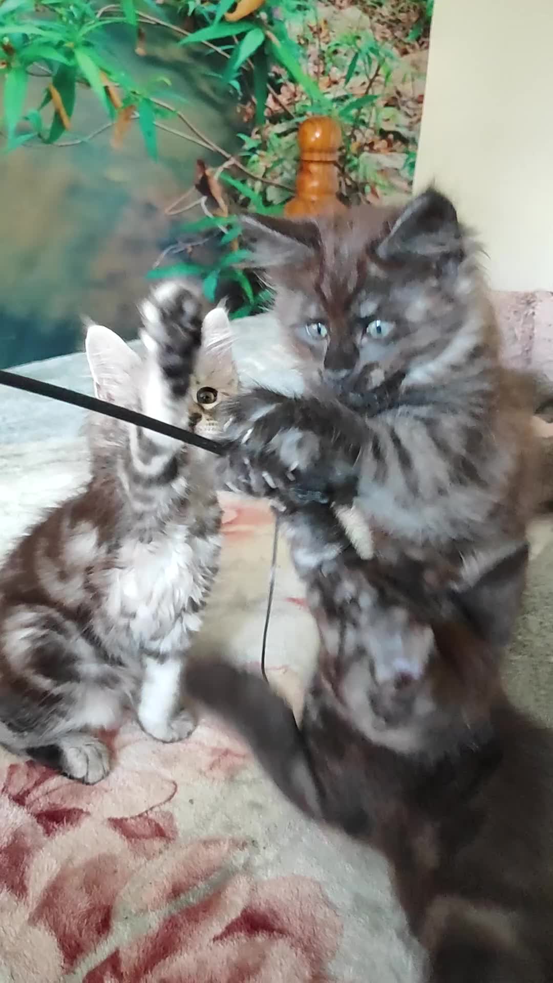 Maine Coon cats for sale: Beautiful Maincoon cross kittens  - Video 5