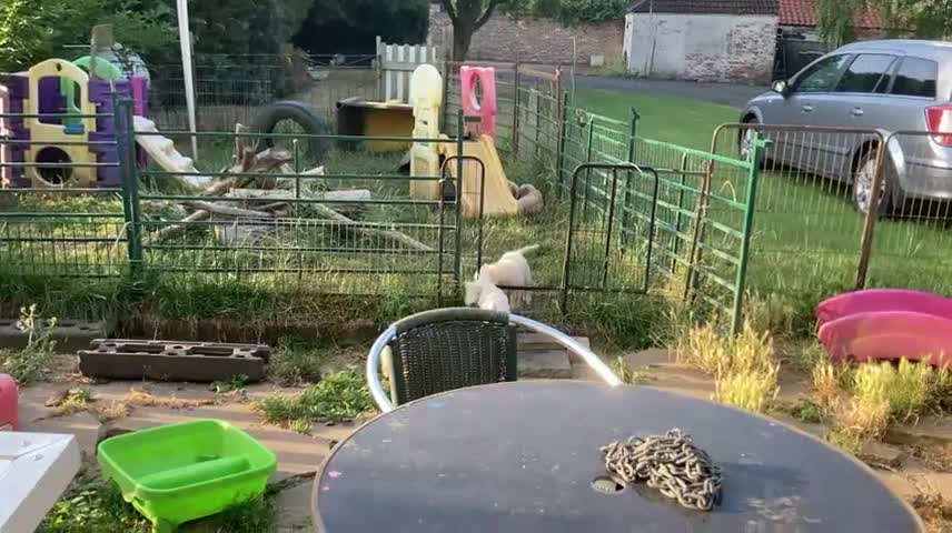 Golden Retriever dogs for sale: KC Registered  boy from 5 Star Breeder  - Video 3