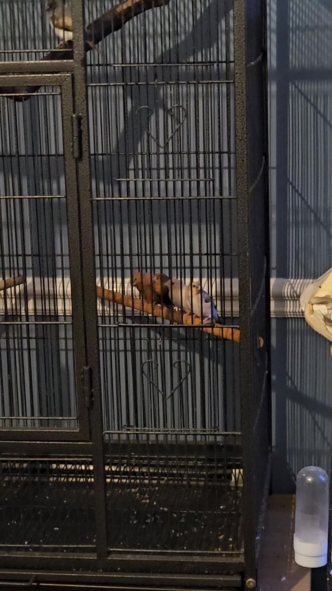 Finches birds for sale: 6 nice coloured silverbills  - Video 2