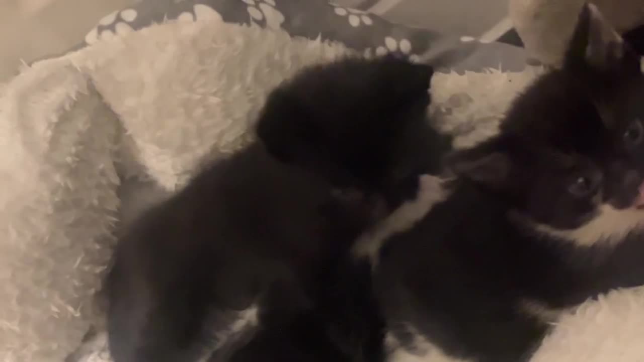 Turkish Angora cats for sale: Kittens ❤️ - Video 1