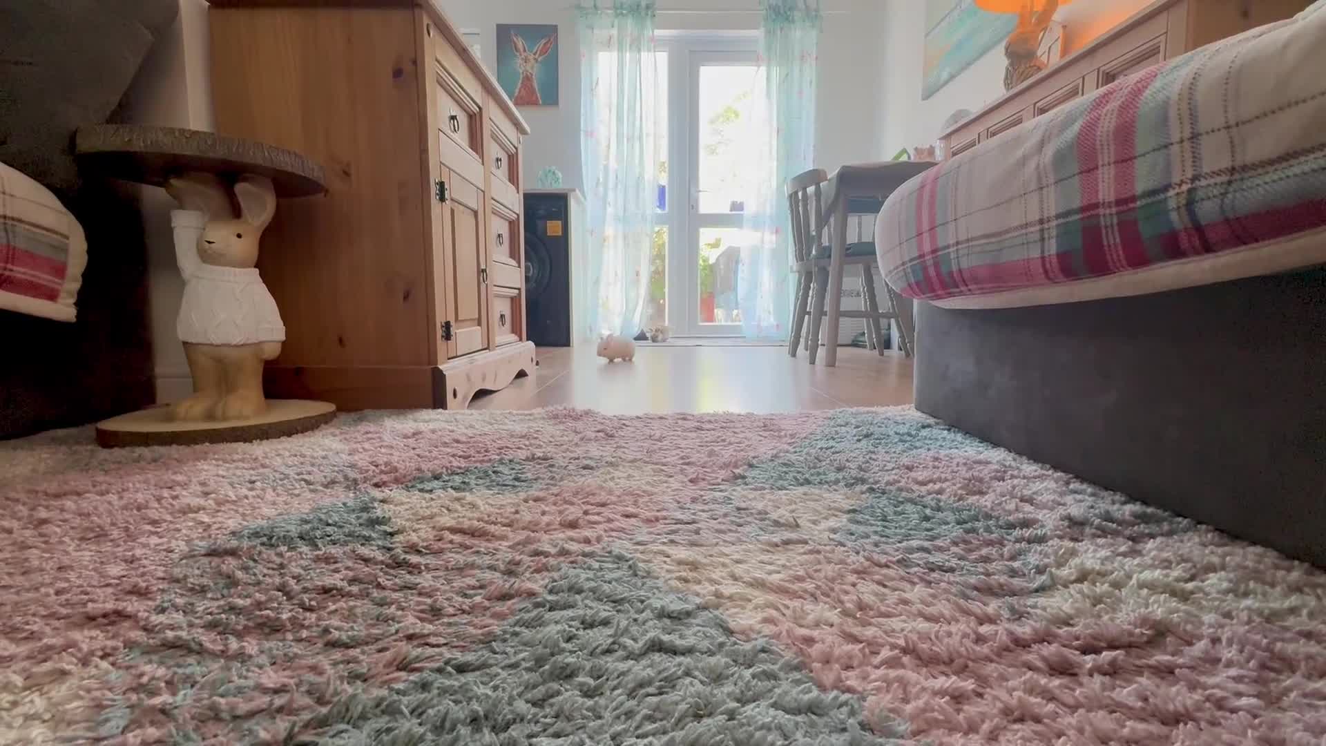 French Lop rabbits for sale: The happy hoppers Frenchlop babies!  - Video 1