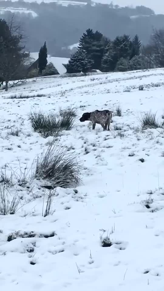 German Shorthaired Pointer dogs for sale: Adorable German Shorthaired Pointer Puppies  - Video 1