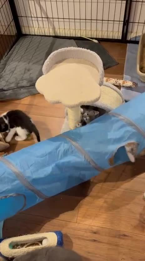 Mixed Breed cats for sale: Playful kittens for sale - Video 2