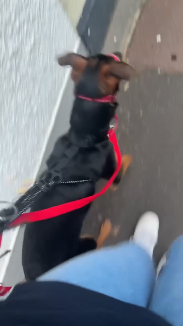 Mixed Breed dogs for sale: Huntaway x Kelpie - Video 2