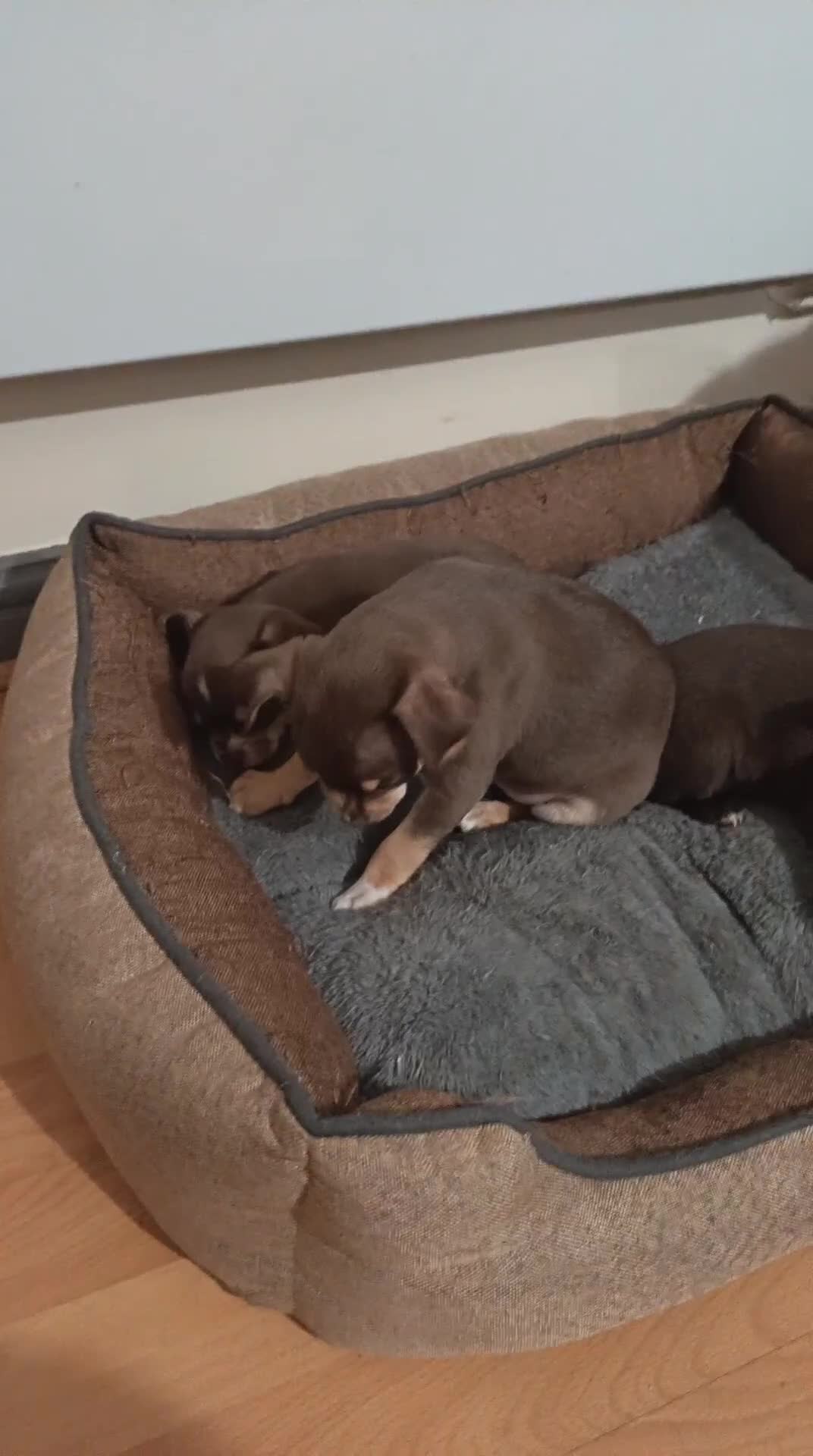 Chihuahua dogs for sale: Chihuahua puppies - Video 1