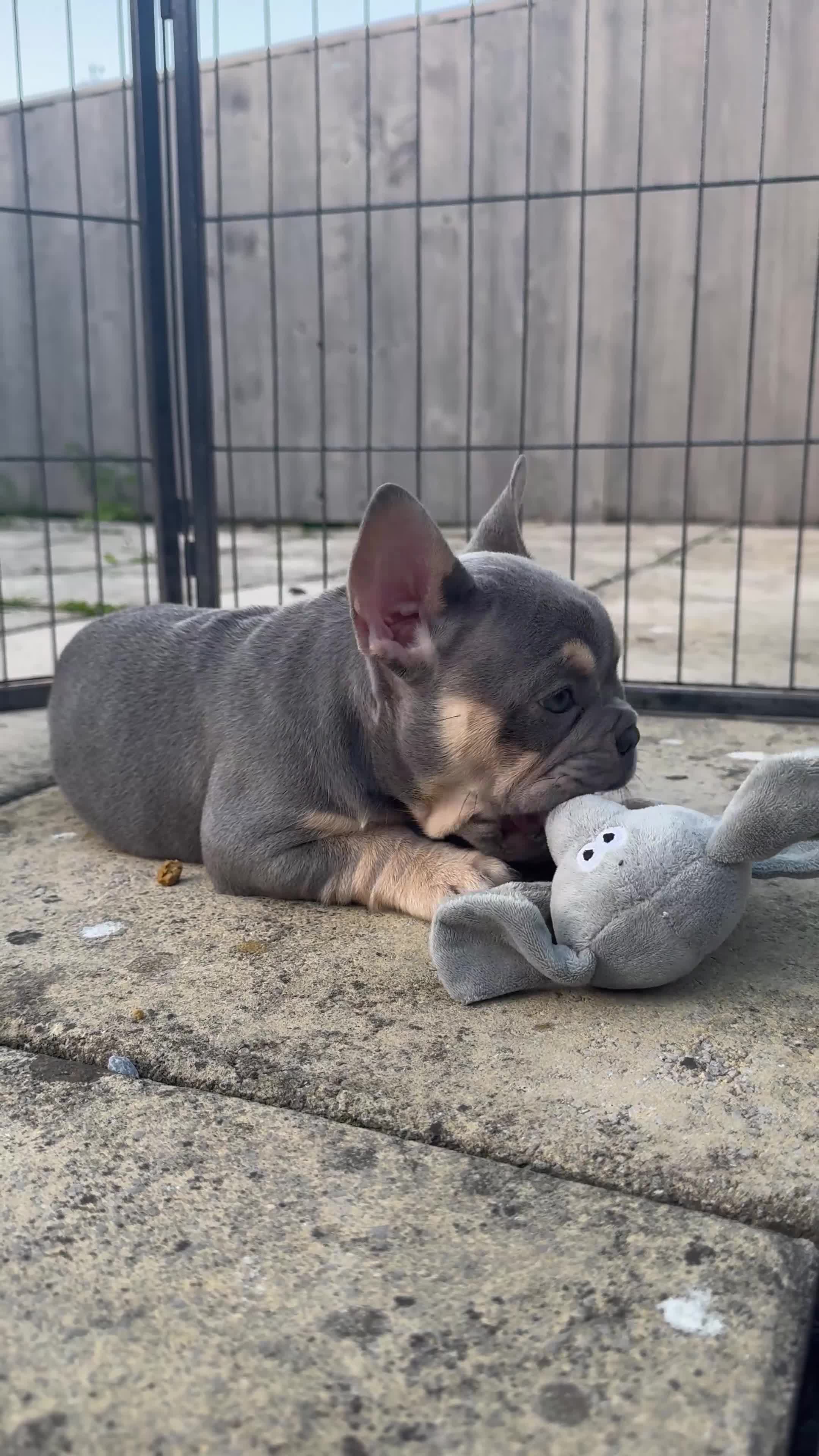 French Bulldog dogs for sale: Last Girl Remaining 🐶  KC Registered ! - Video 2