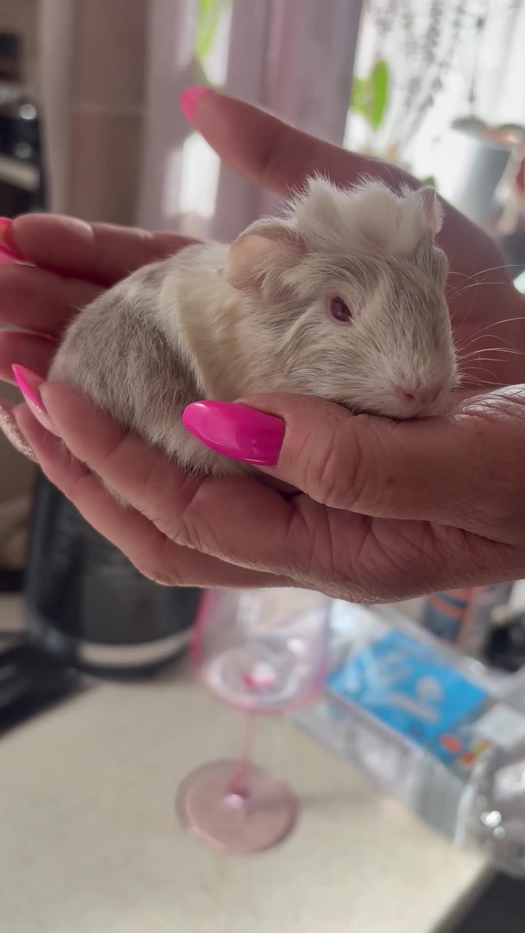Guinea Pig rodents for sale: 2 baby males and a young boar - Video 1
