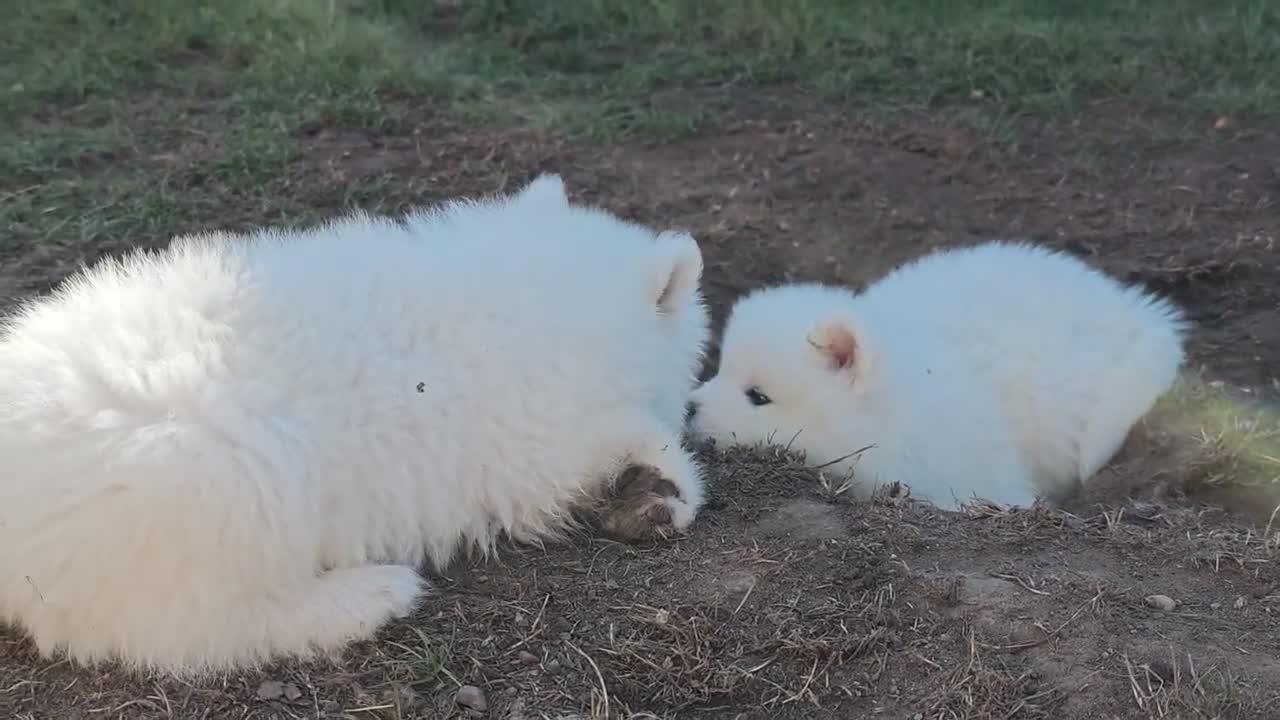 Samoyed dogs for sale: Exceptional pedigree puppies. - Video 1