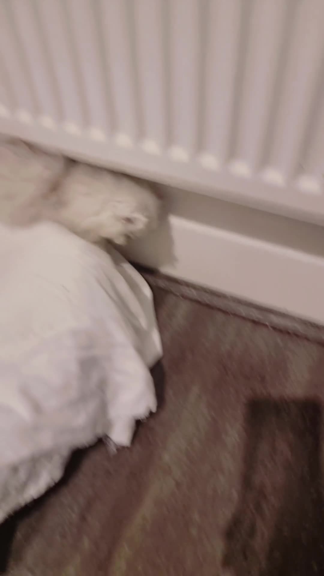 Persian cats for sale: Persian chinchilla 1 left  - Video 2
