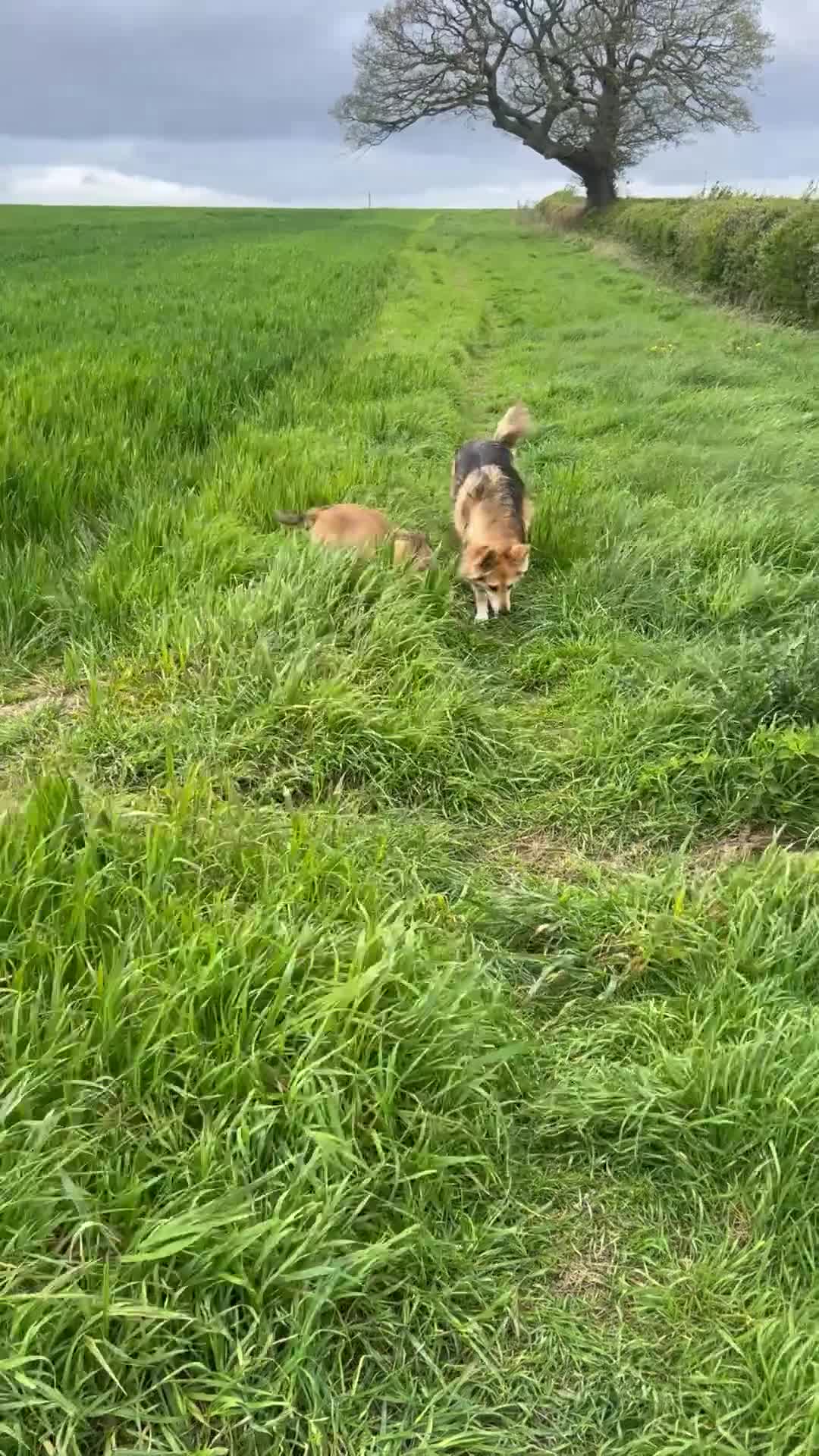 Mixed Breed dogs for sale: Molly looking for a loving new home - Video 3