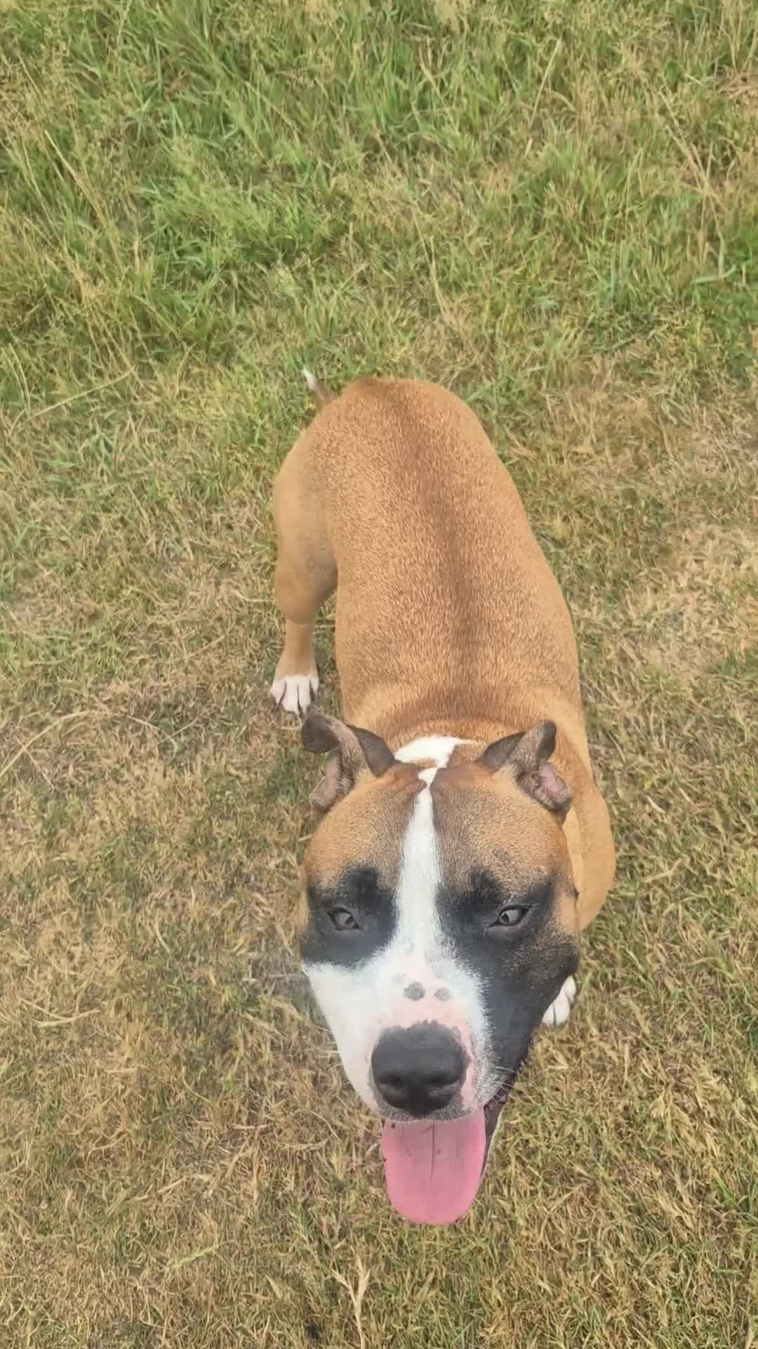 Mixed Breed dogs for sale: American Bulldog x Staffy for rehoming  - Video 1