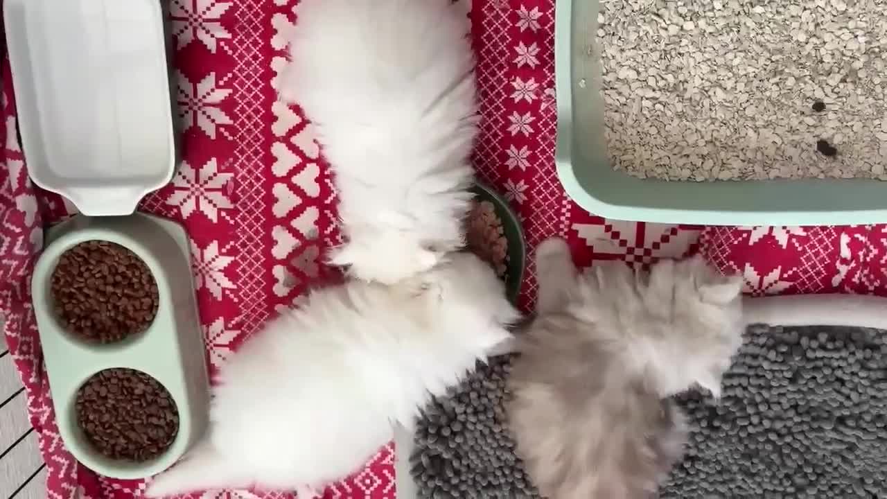 Persian cats for sale: Pure chinchilla doll face Persian kittens - Video 5