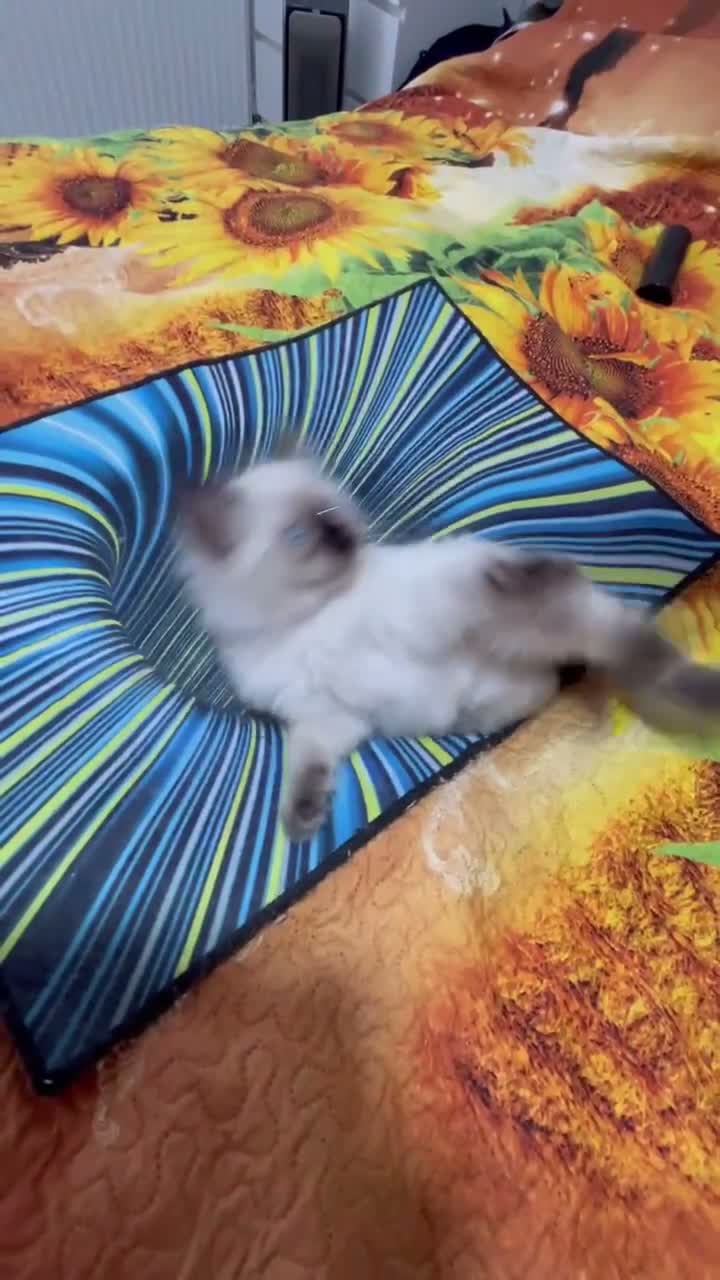 Ragdoll cats for sale: 🥰4 Beautiful Little Boys Looking Loving Homes ❤️✨ - Video 5