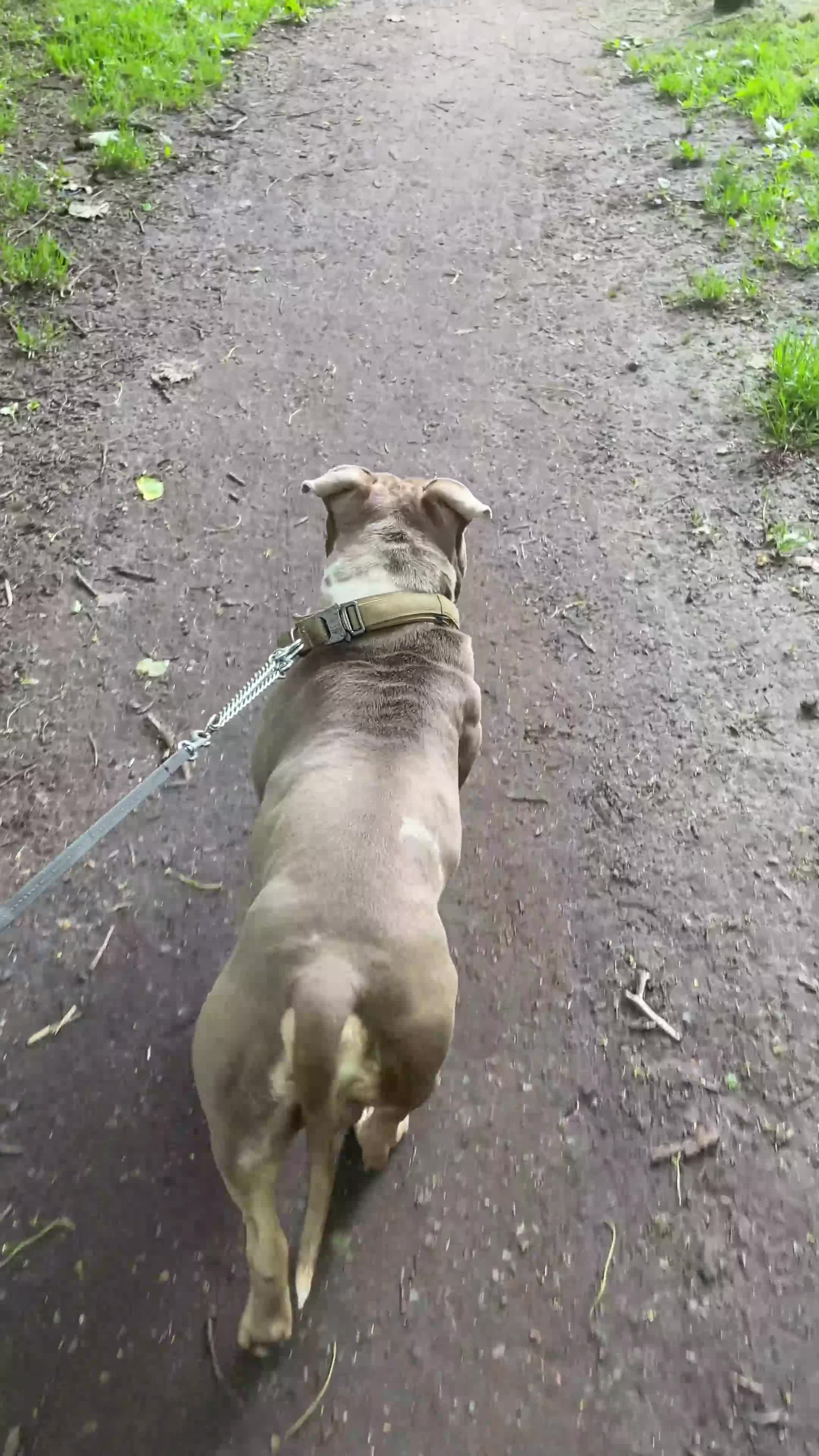American Bully dogs for stud: Pocket bully liac chocolate merle stud!!! - Video 4
