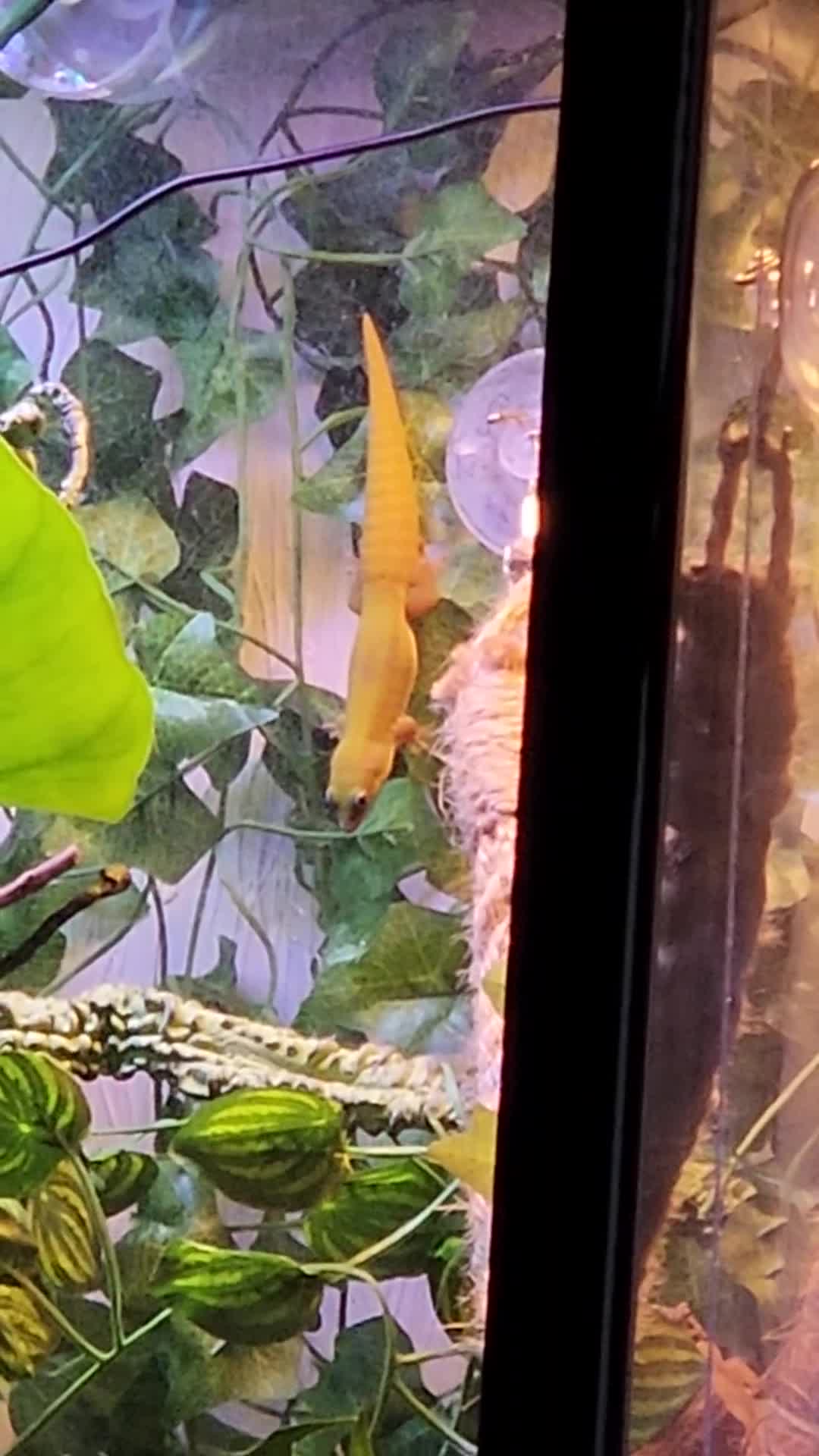 Gecko reptiles for sale: Breeding Pair Gold Dust Day Gecko - Video 1