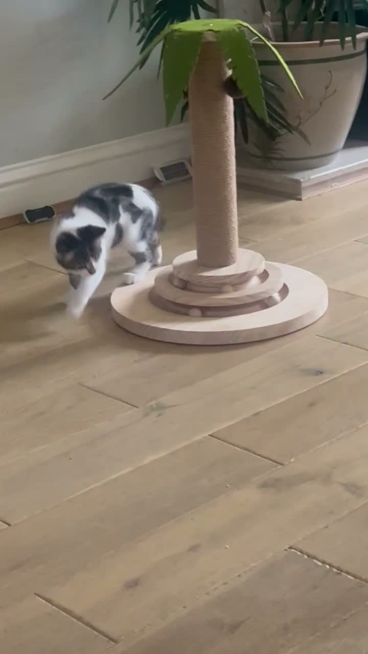 Mixed Breed cats for sale: Kizzy the kitten  in Ipswich - Video 1