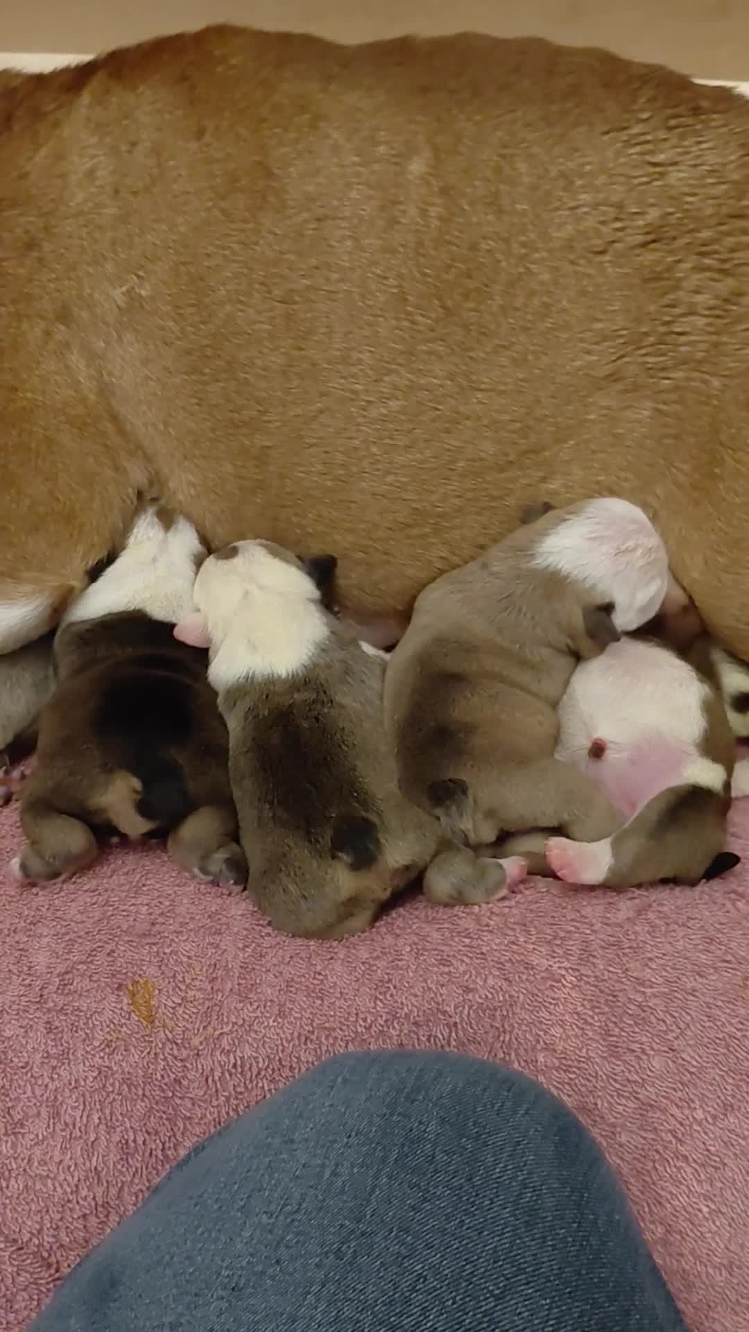 English Bulldog dogs for sale: KC registered beautiful English Bulldog puppies - Video 1