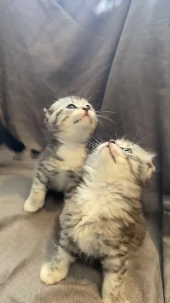 Mixed Breed cats for sale: Scottish fold / straight kittens  - Video 4