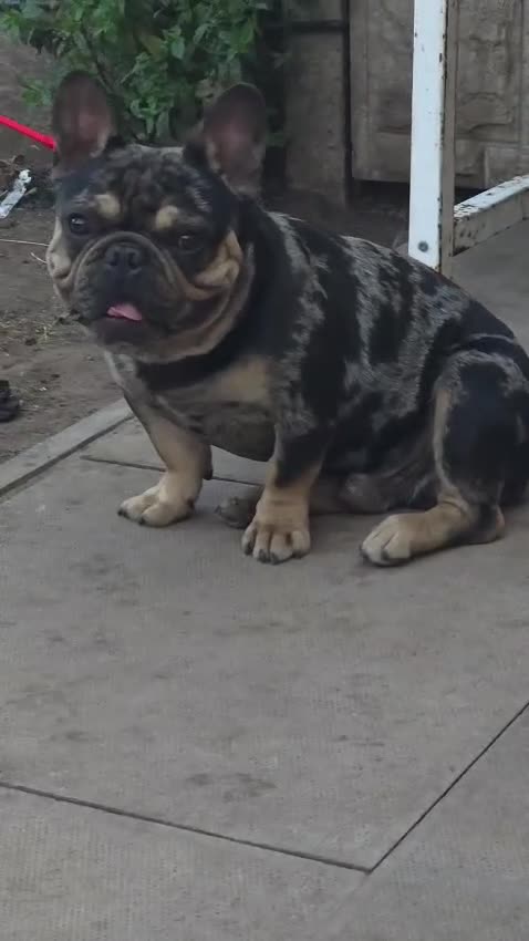 American Bully dogs for sale: Phantom is looking for new house  - Video 1