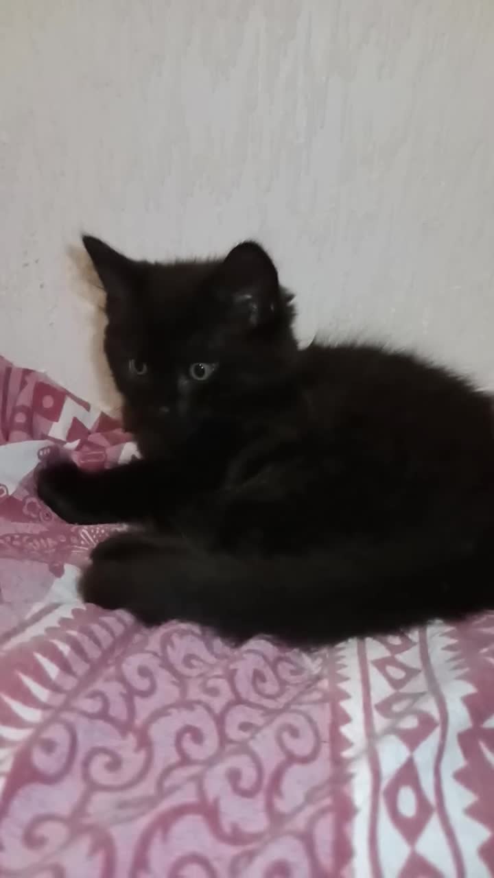 Mixed Breed cats for sale: 3 Kittens  - Video 1