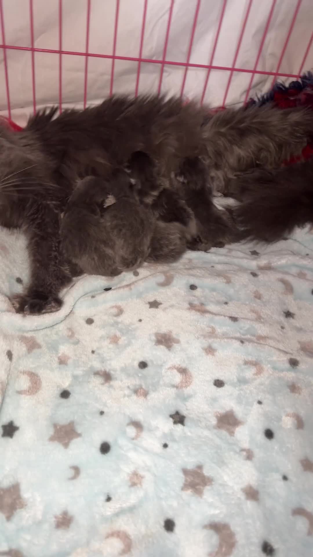 Ragcoon cats for sale: Stunning RAGCOON Kittens  - Video 1