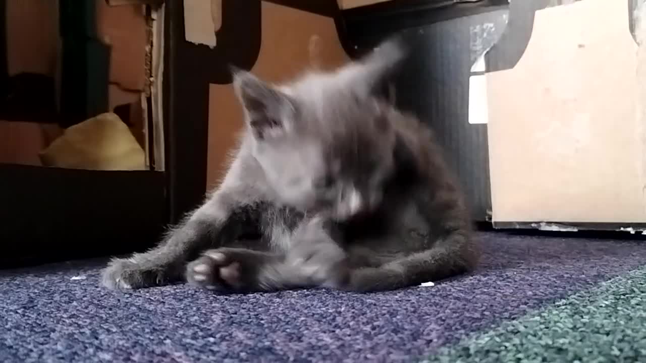 Mixed Breed cats for sale: 2 Affectionate British Shorthair Cross Kittens - Video 4