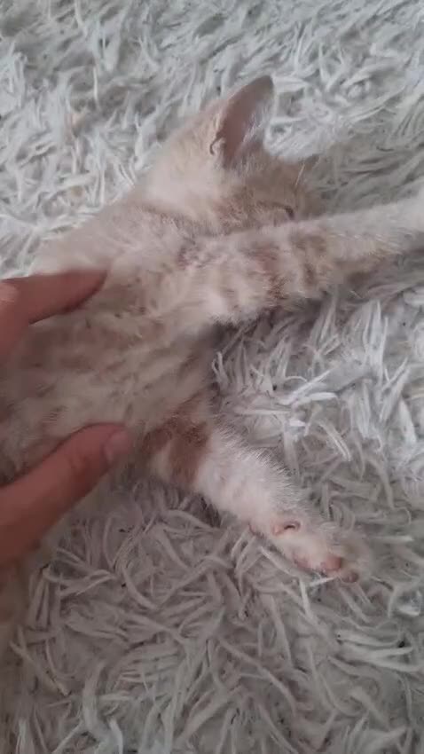 Mixed Breed cats for sale: Beautiful fluffy kittens - Video 1