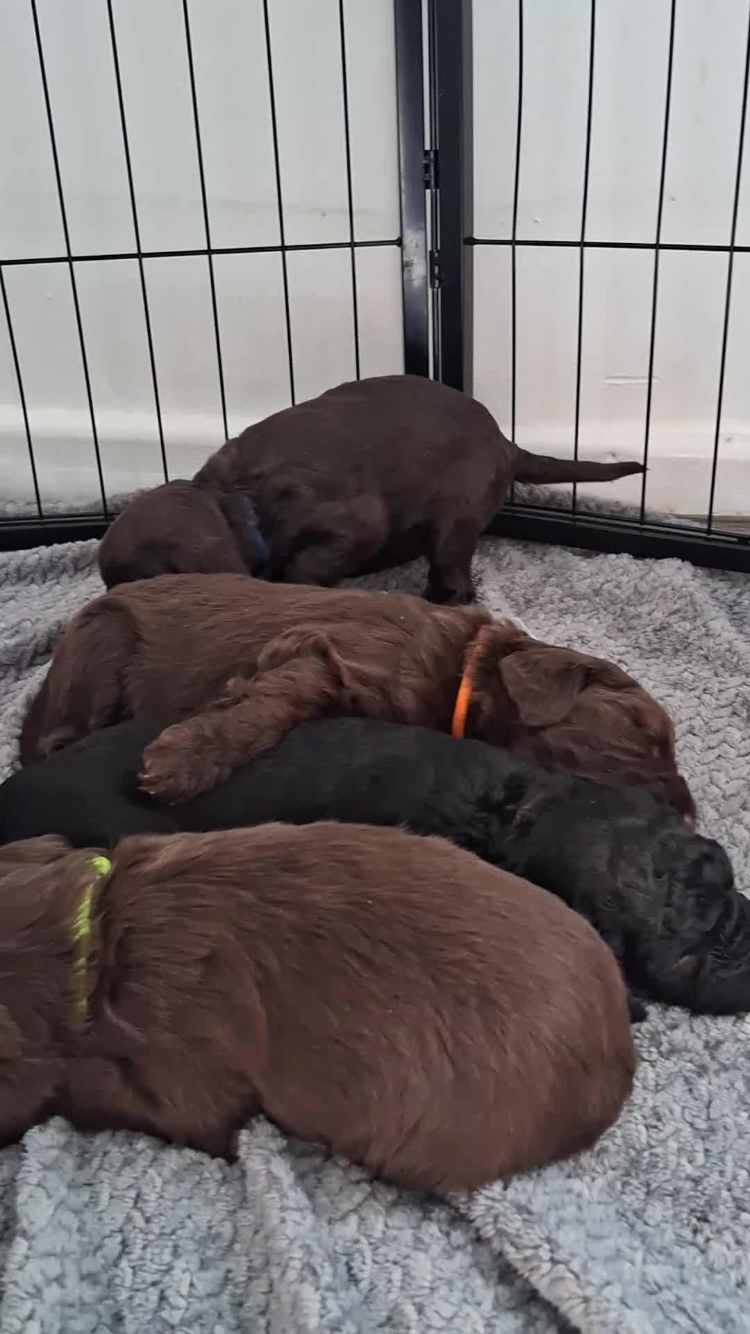 Cockapoo dogs for sale: Cockapoo 1 LEFT BOY  SOLD - Video 1