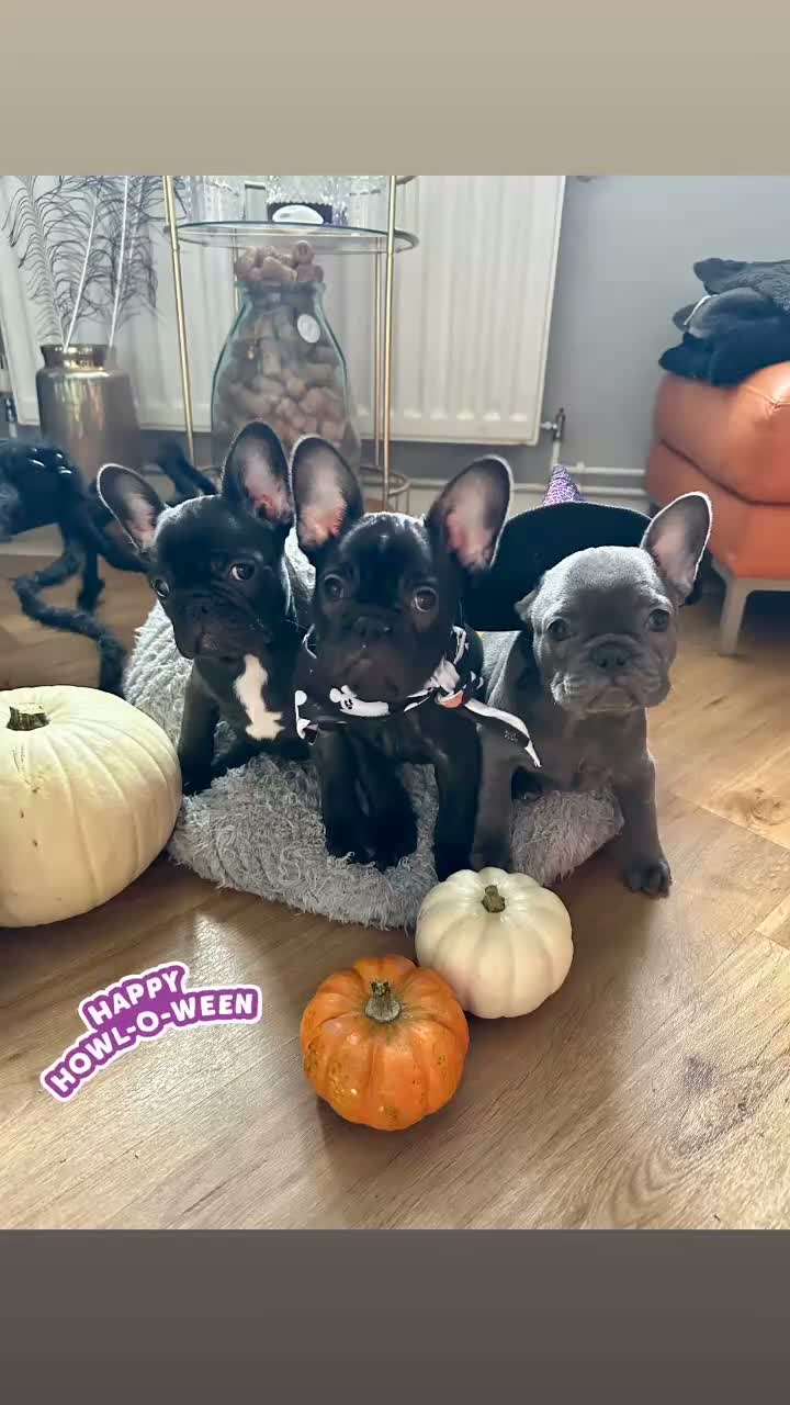 French Bulldog dogs for sale: 3 Gorgeous French Bulldog Puppies – Ready Now! 🐾 - Video 1