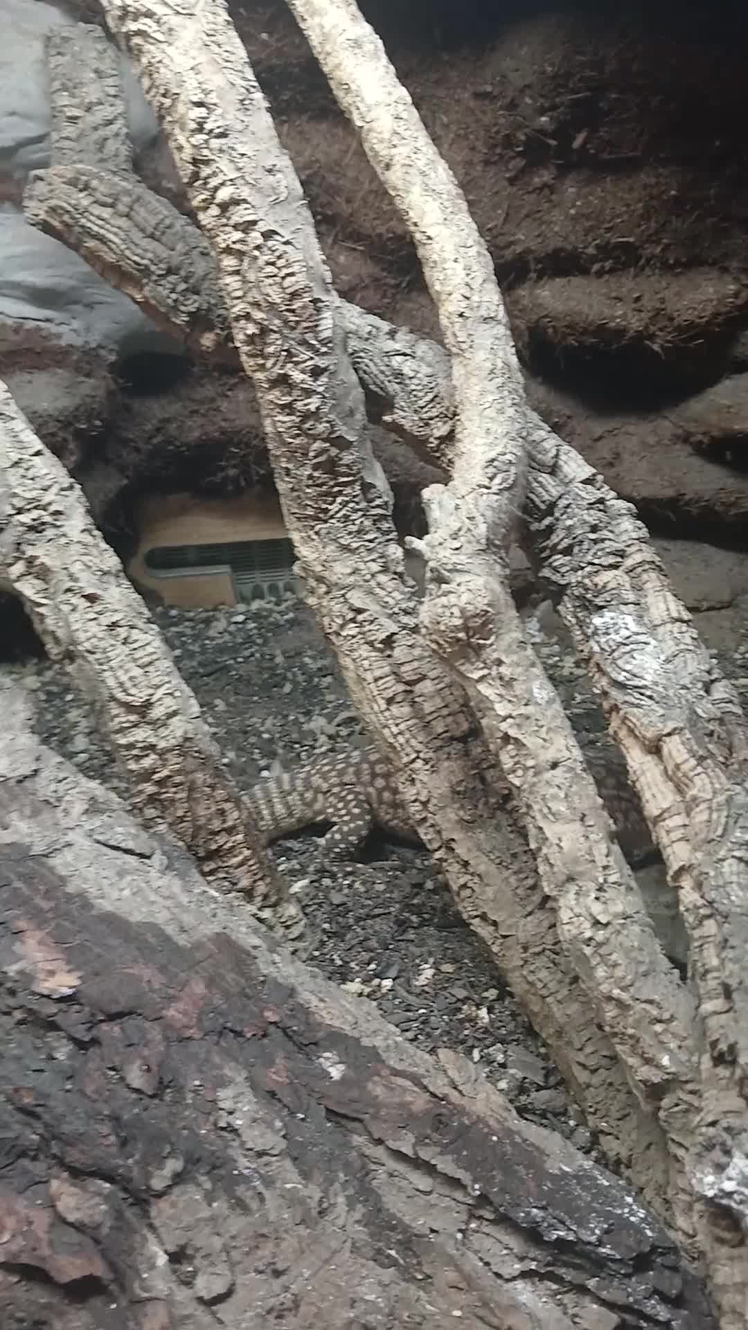 Monitor reptiles for sale: Yoshi the Akie monitor lizard - Video 1