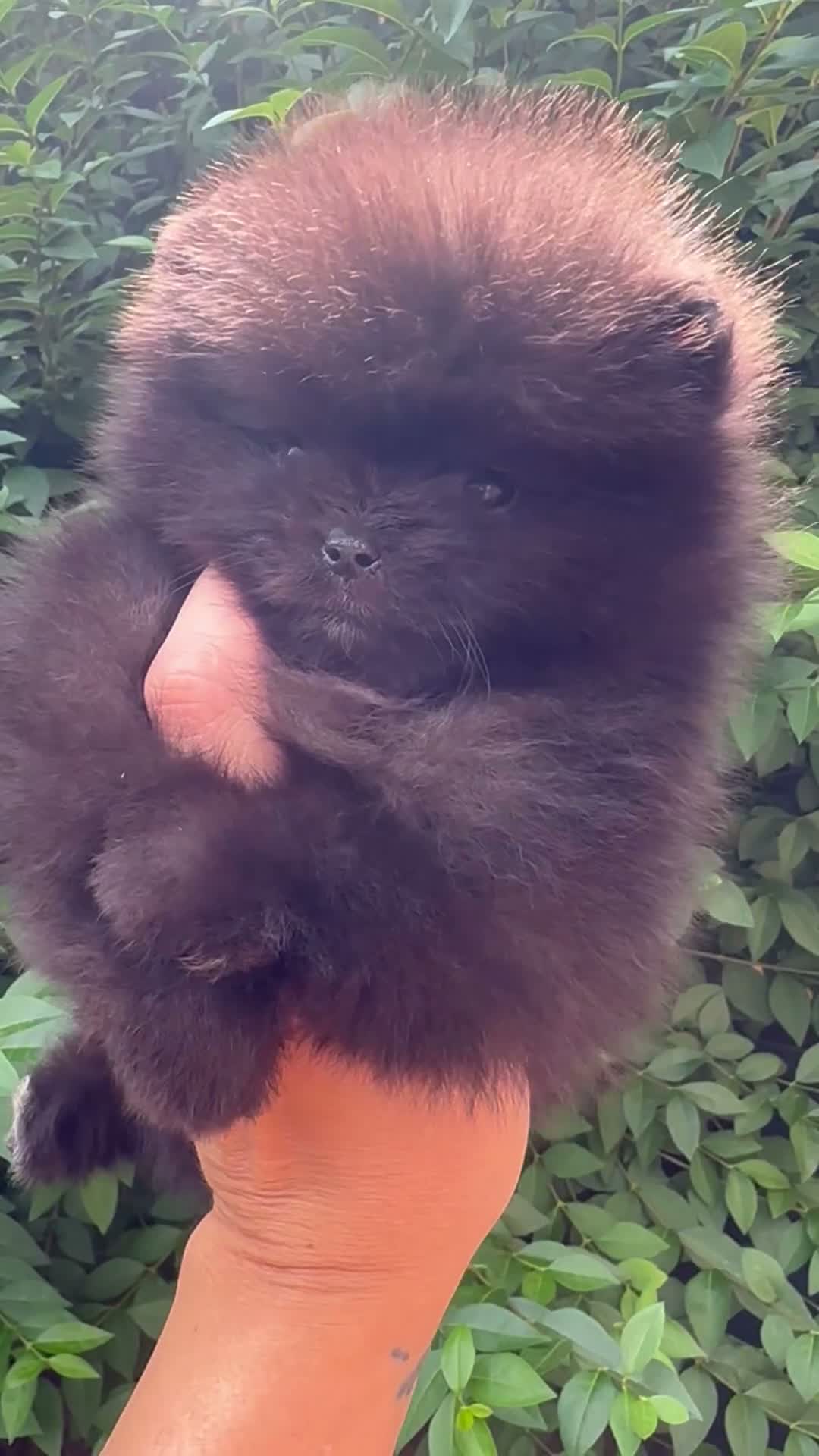 Pomeranian dogs for sale: 🏆0.65 Russian/Taiwan Pomeranian female🏆 - Video 3