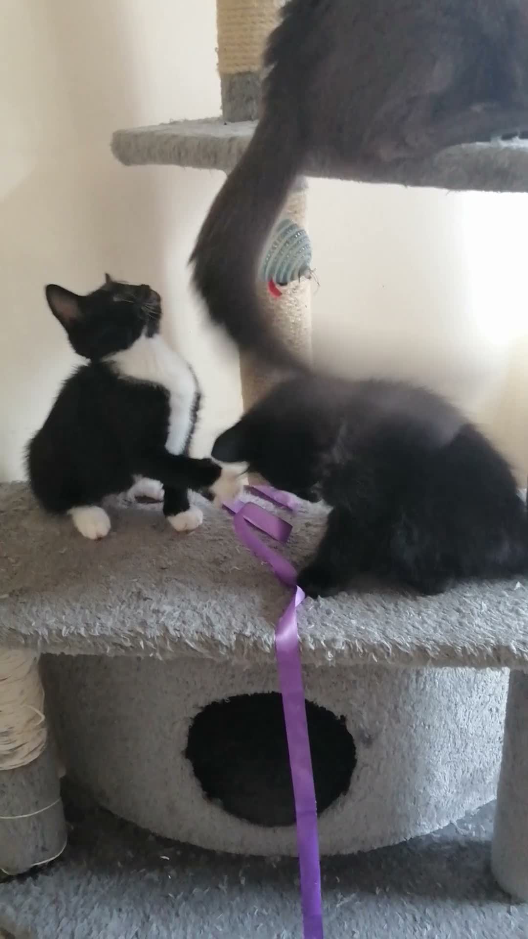 Mixed Breed cats for sale: wonderful kittens😻 - Video 2