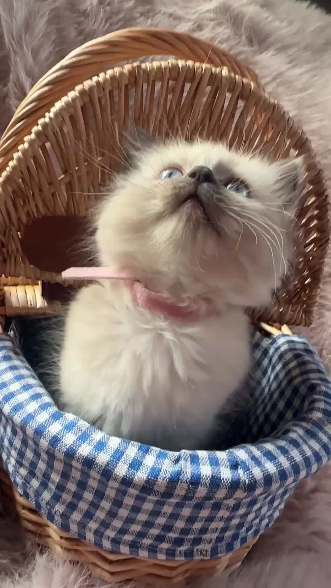 Ragdoll cats for sale: Beautiful female pure blue point ragdoll kitten  - Video 1
