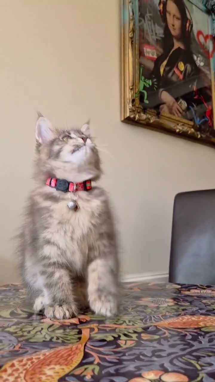 Maine Coon cats for sale: 🔥 CHAMPION RUSSIAN LINE XXL MAINE COON VACCINATED - Video 4