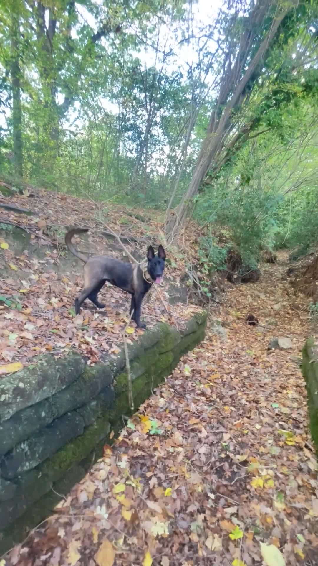 Belgian Shepherd Dog dogs for sale: Arabella - Video 2