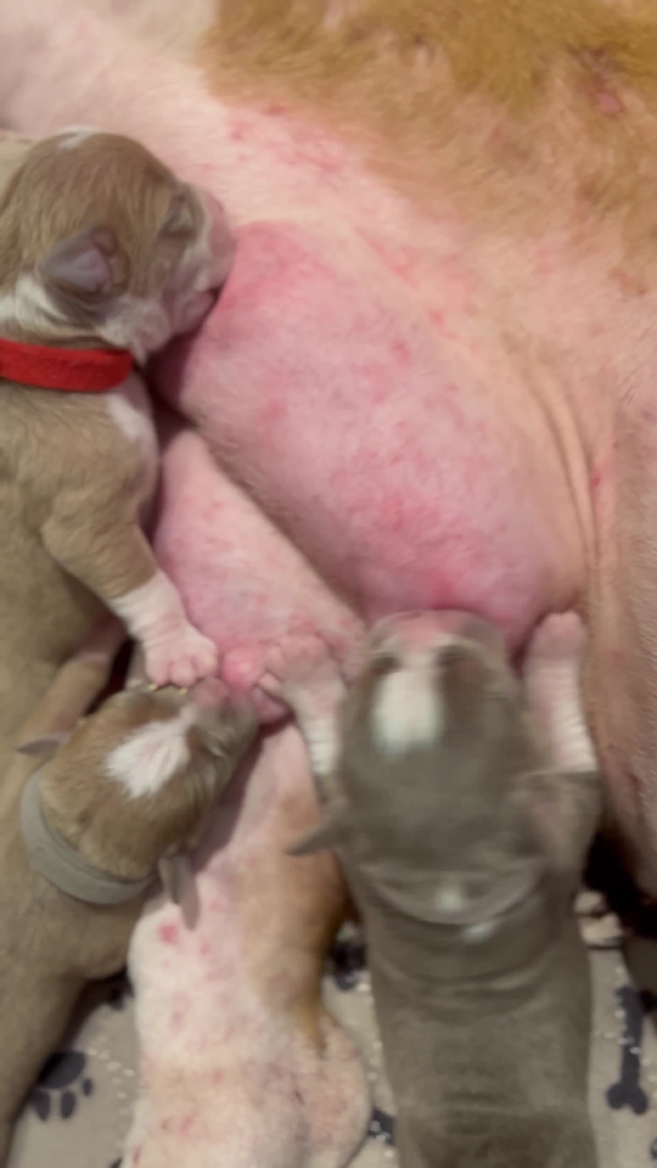 Olde English Bulldogge dogs for sale: STUNNING NEBBR OLDE ENGLISH BULLDOGGE PUPPIES in Epping - Video 1