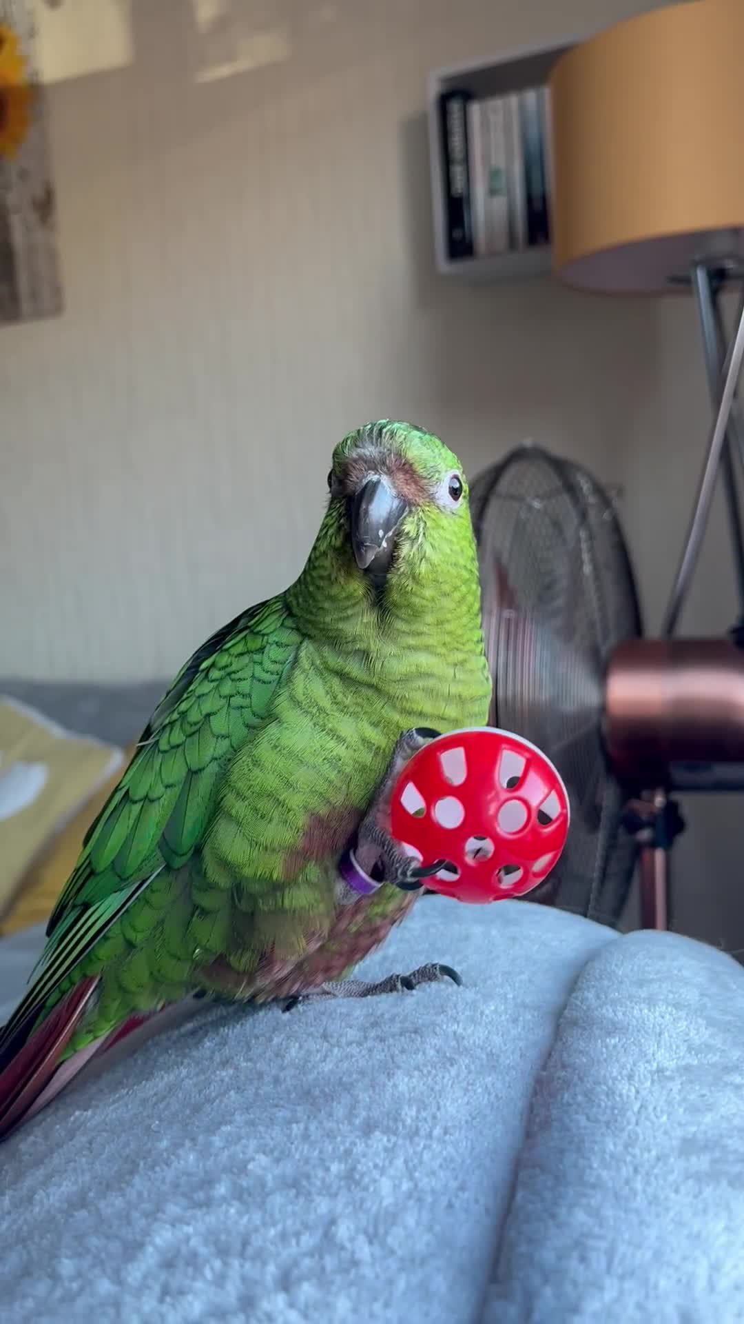 Parakeets birds for sale: SOLD !! 4 year old Austral Parakeet/conure - Video 2