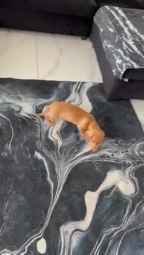 Miniature Dachshund dogs for sale: Miniature Dachshund shaded cream baby girl - Video 1