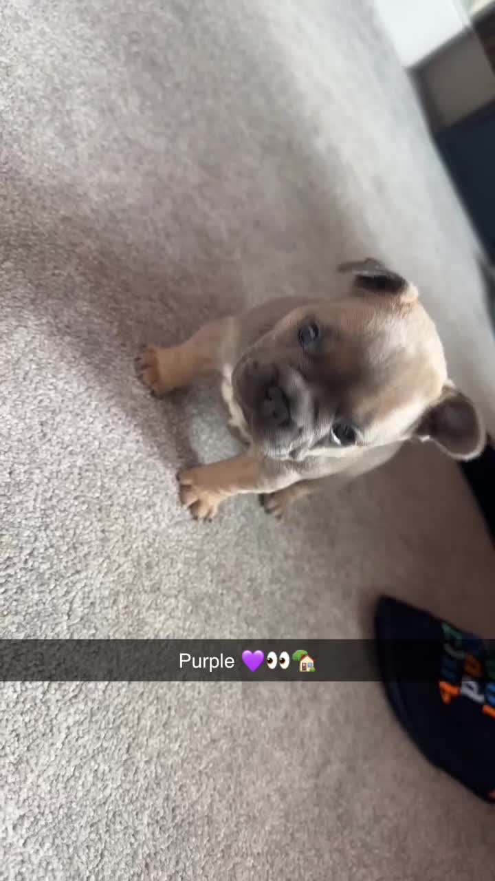 French Bulldog dogs for sale: L4 FLUFFY FRENCH BULLDOG PUPPIES — 2 AVAILABLE  - Video 2