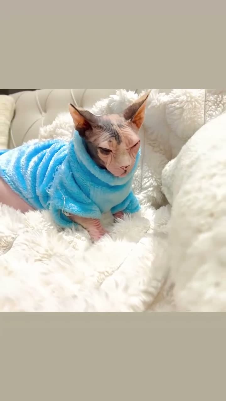 Sphynx cats for sale: Canadian Sphinx kittens  - Video 2