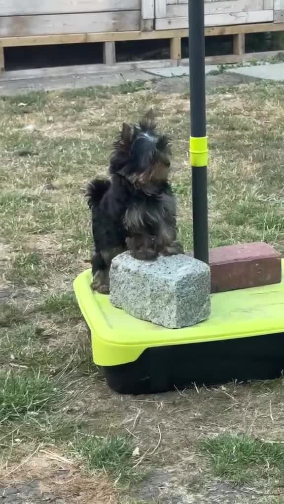 Yorkshire Terrier dogs for sale: Beautiful KC Registered Puppies - Video 1